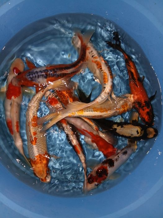 Carpas koi selecção premium