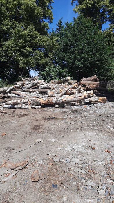 brzoza opałowa, kłody