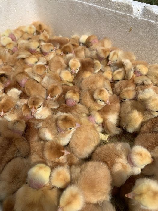 Бройлер кобб 500