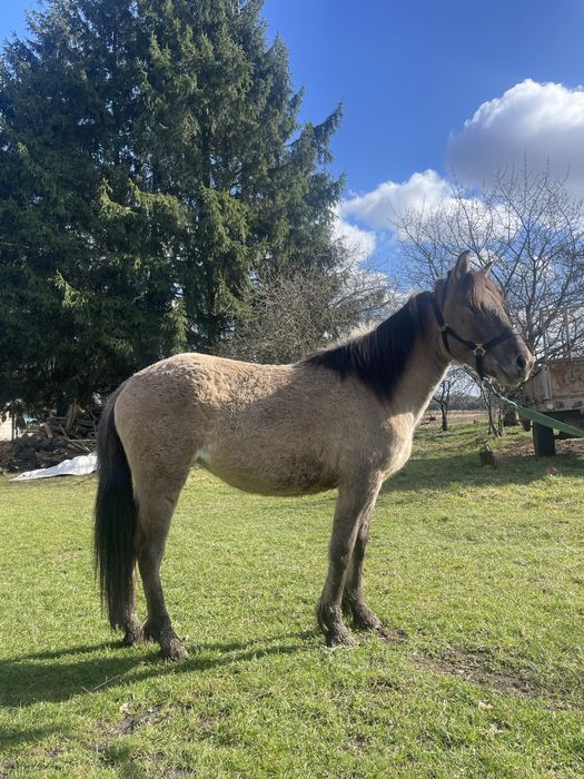 Klacz konika polskiego