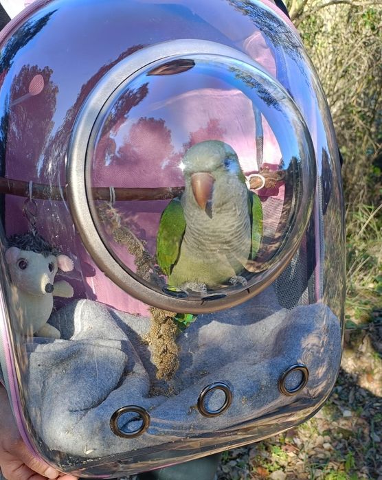 Mochila transparente transportar gatos vários animais PORTES GRÁTIS