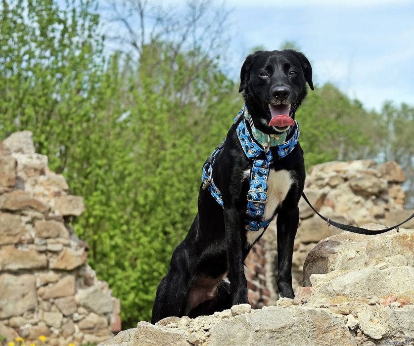 MAJLO | super aktywny, wesoły i przyjaźnie nastawiony ala labrador