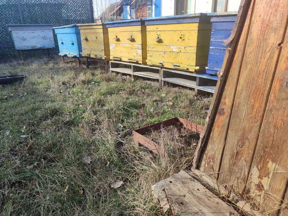 Продам бджоло пакети та сім"ї