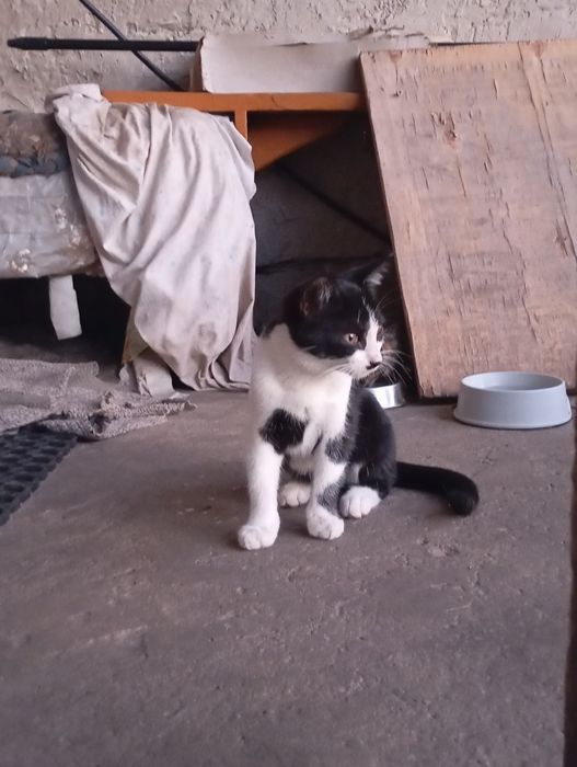 Kocur  do oddania tylko 16 sierpnia