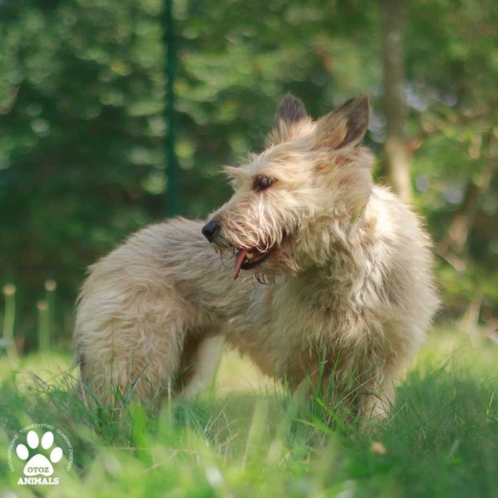Adoptuj uroczą sunię Nalę!