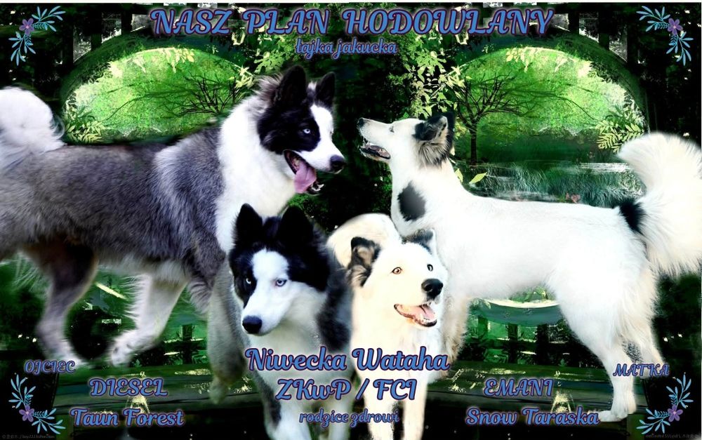 Łajka jakucka FCI do odbioru odchowana umowa metryka