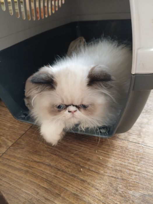 Персидские котята