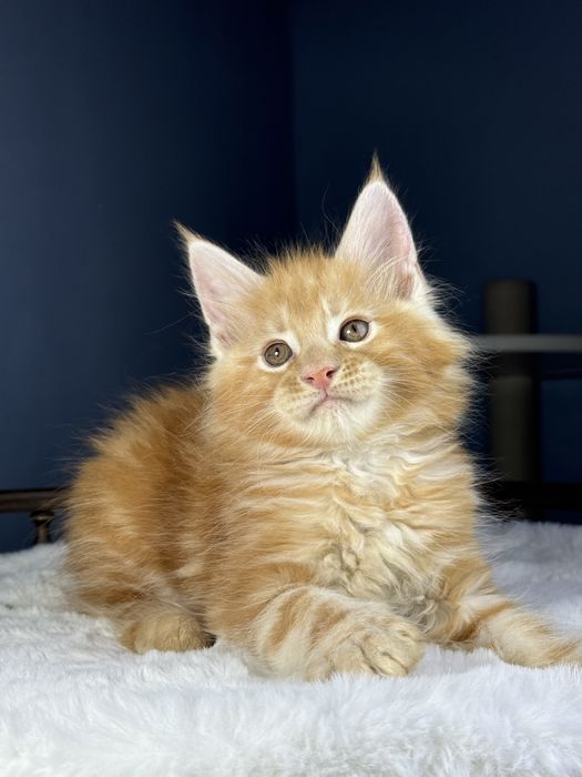 Яркий рыжий котенок мейн кун мальчик 2 месяца