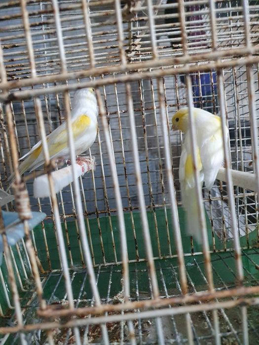 Canários mosaico amarelo casal