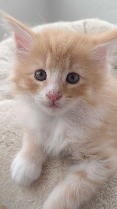 Gatinho Bosques da Noruega