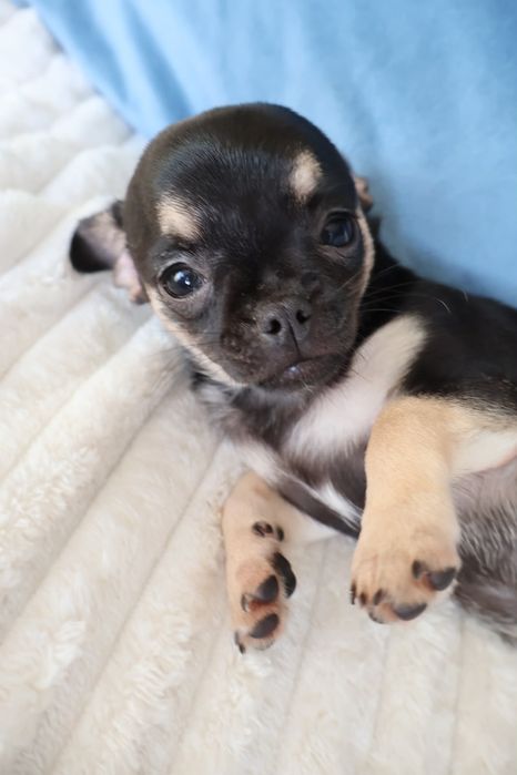 Chihuahua mini. Menina  Black Tan. Super  doce..Cabeça de maçã. Perfeita!