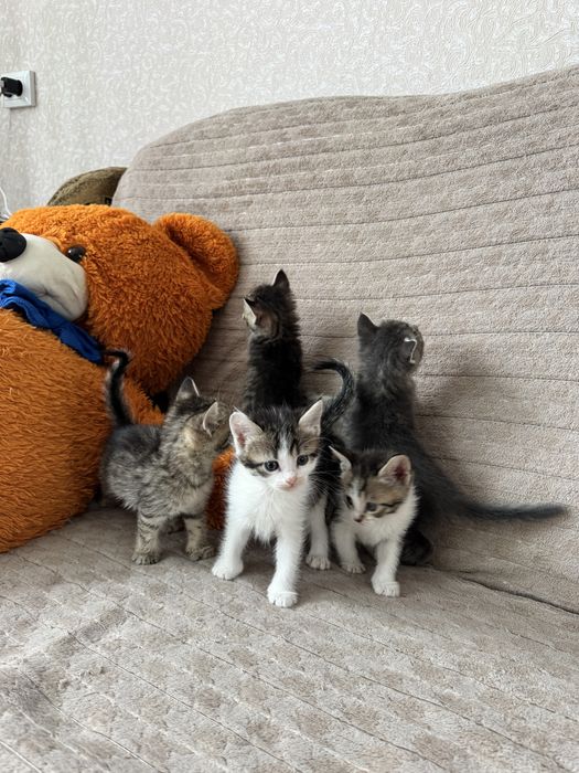 Котята тигрята мама шотландская