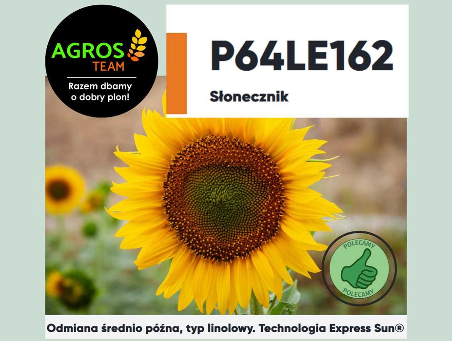 Słonecznik Pioneer P64LE162 C1, nasiona, kwalifikat, wysyłka