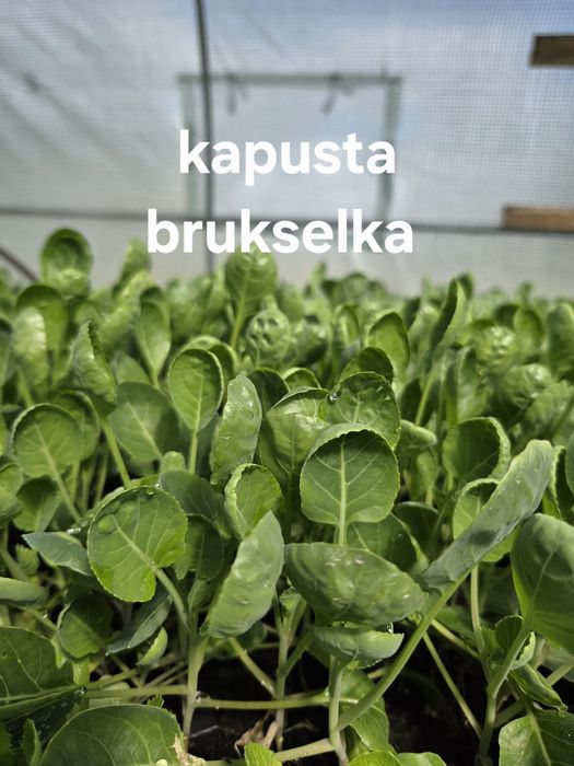 Sprzedam rozsady warzyw