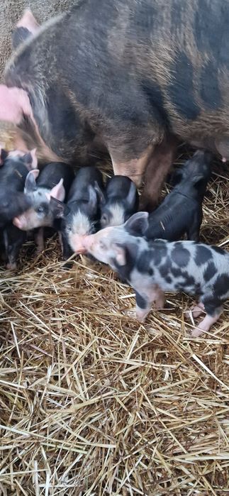 Leitões  tem 19 dias