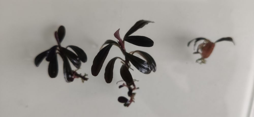 Bucephalandra Sp. Paris