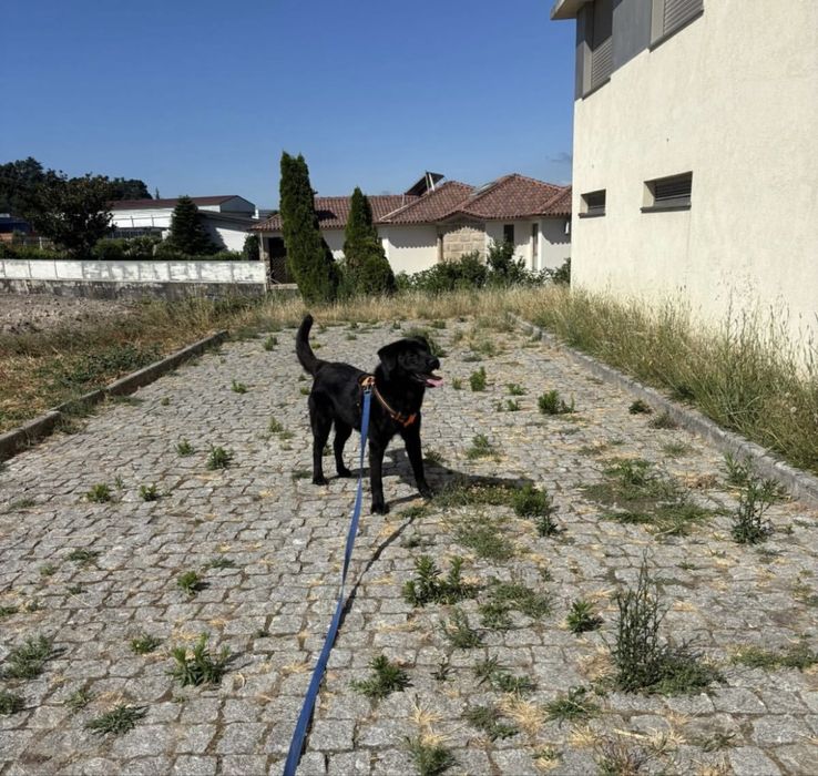 Cãozinho com 10 meses para adoção resposável