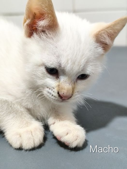 Gatinhos para adoção responsável