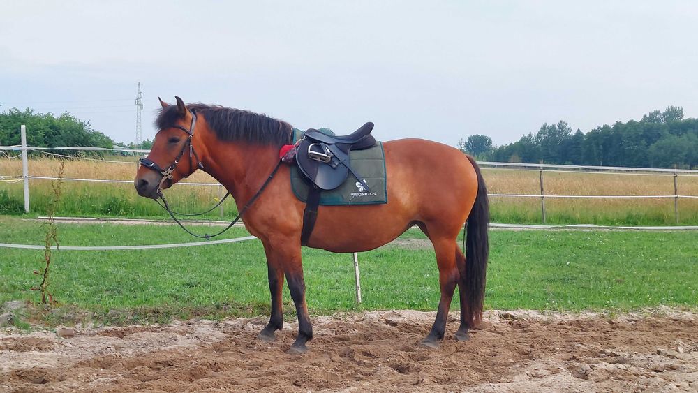 klacz huculska Wirna (Prislop)