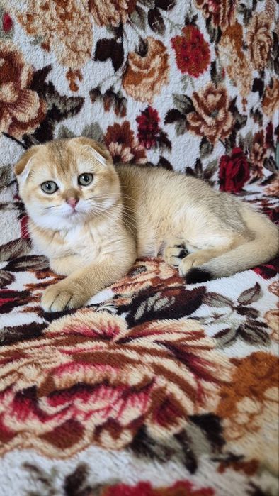 Дуже ласкавий висловухий котик