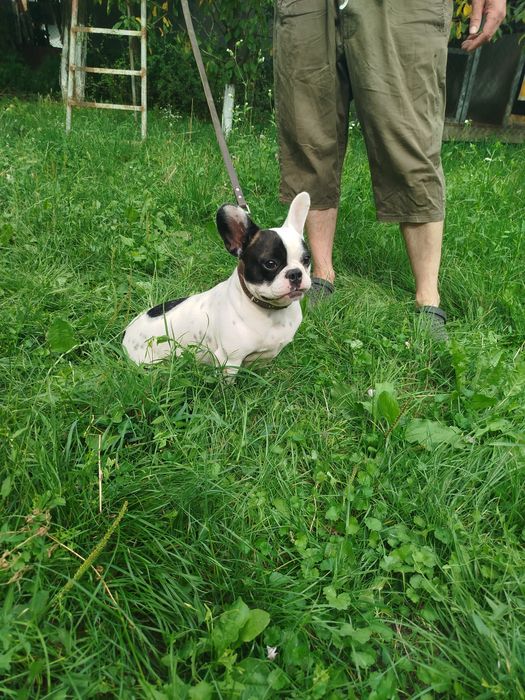 Французький бульдог