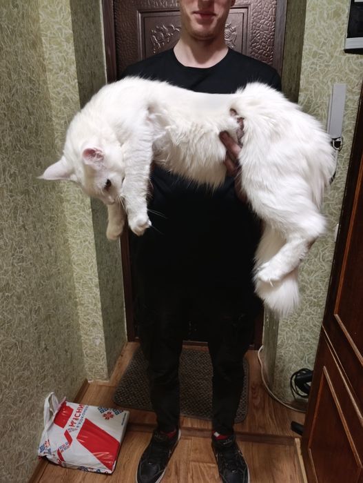 Мейн Кун, мальчик.