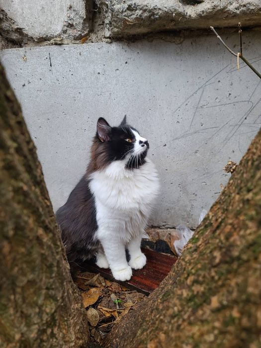 Молодий котик 7міс