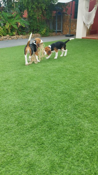 Beagle macho para venda