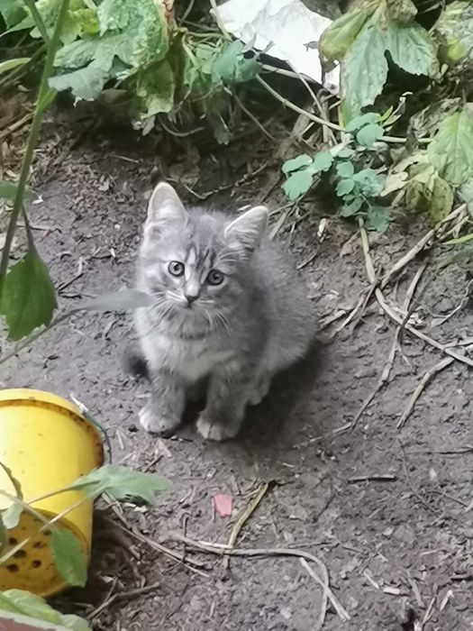 Котята ищут дом.