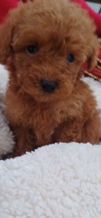 Розумні собачки -  дівчинка Мальтіпу..