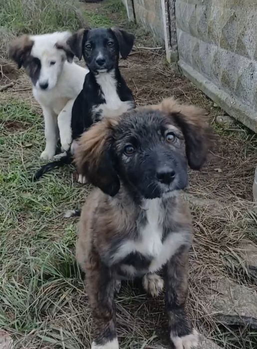 Отдам даром в добрые руки щенков