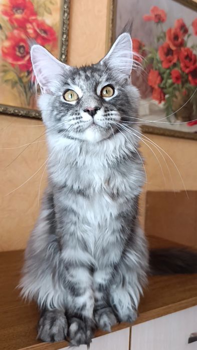 Кошечка породы Мейн