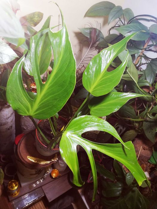 Monstera Burle Marx Flame philodendron RZADKOŚĆ kolekcjonerska natura