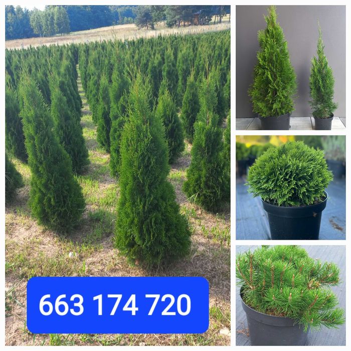 THUJA Tuja Szmaragd 140-160 cm I PRODUCENT