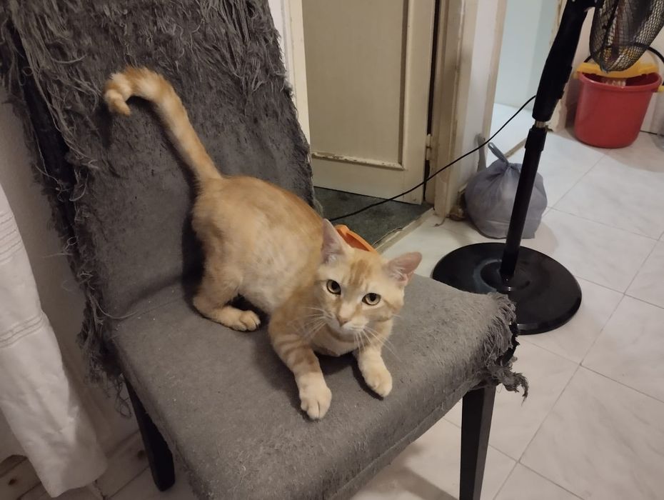 Gato meigo para adoção