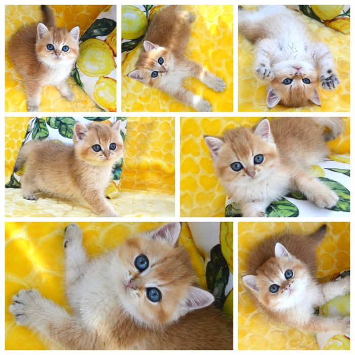 Британські котяшенята золота шиншила/британская золотая шиншилла/котят