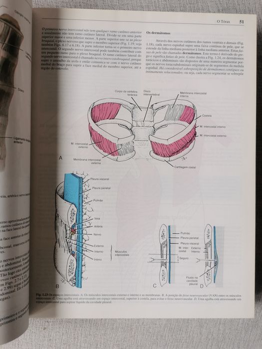 Anatomia orientada para a clínica