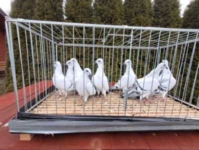 Gołębie jasne łomżyńskie