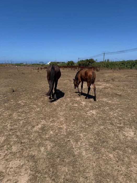 Égua com poldra de 4 meses