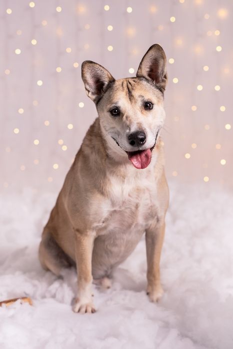 Kochany Lobo w typie TTB do adopcji!