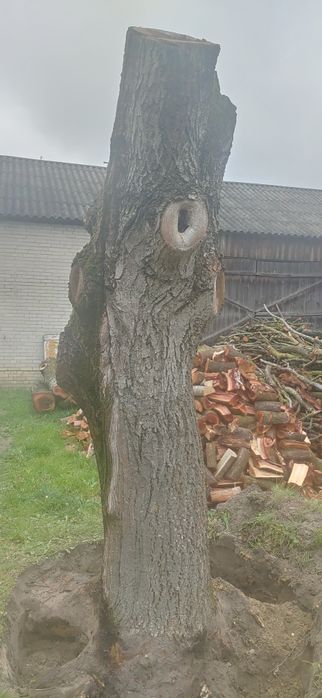 Drzewo orzech włoski