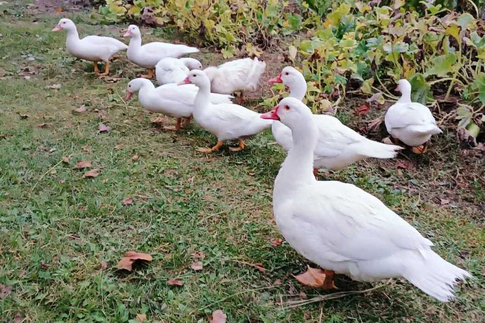 Індокачки . Молодь на племя 2025  .Німецької  та французської селекції