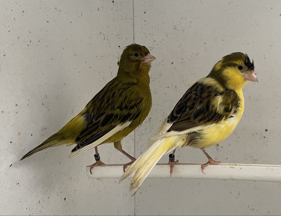 Canarios desponiveis para venda