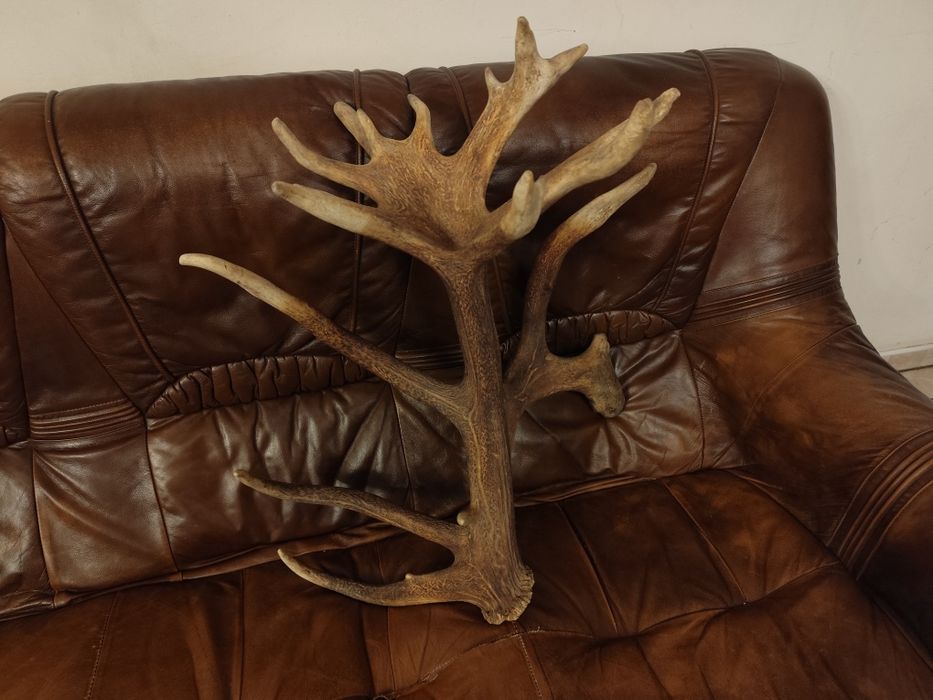 Poroże Jelenia Mocny Zrzut 5,2 kg Tyka Trofeum