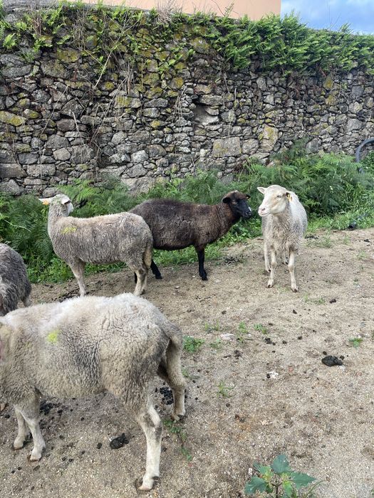 Vendo ovelhas entre os 3 e 6 anos