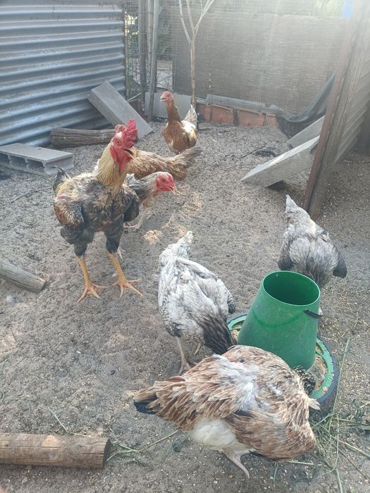 Ovos e Pintos de Índio Gigante