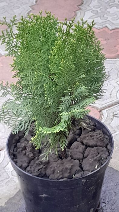 ПРОДАМ ! Саженцы  ТУЙ !