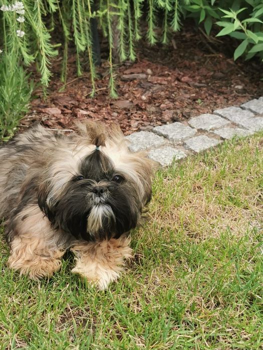 shih tzu barwy złotej z 3 szczepieniemi