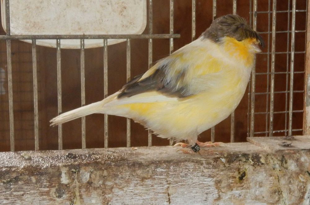 Sprzedam Kanarki Gloster