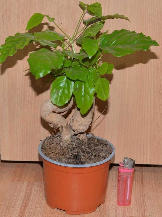 Бонсай Радермахера